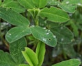 Clover meadow with green leaves with drops of morning dew. St. Patrick`s Day, selective focus