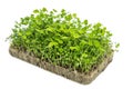 Clover microwave on Agrovat. Vitamins, health and eco business. Isolated on a white background