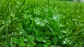 Clover in morning dew Royalty Free Stock Photo