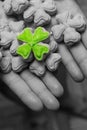 Clover is one of many on the background of a gray shamrock the symbol of St. Patrick on hand closeup festive decor Royalty Free Stock Photo