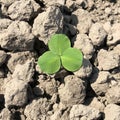 Clover outdoors, on the background of the earth
