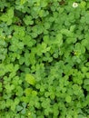 Clover patch