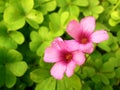 Clover and pink flowers