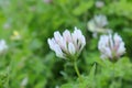 Clover pink flowers in the park. Flower.