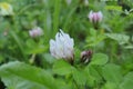 Clover pink flowers in the park. Flower.