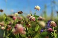 Clover pink on a summer meadow