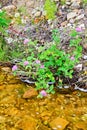 Clover pink on river bank