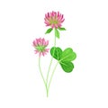 Clover Plant with Dense Spike of Purple Flower and Fibrous Trifoliate Leaves Vector Illustration