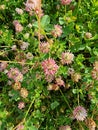 clover plant, flower, meadows and fields
