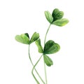 Clover plant. Detail for card, postcard, wedding invitation, greeting, pattern. Watercolour illustration on white background