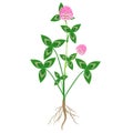 Clover plant with roots and flowers on a white background.