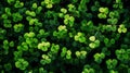 Clover plants background