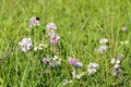 Clover plants and Bumblebee, Czech Republic, Europe