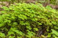 Clover plants close up view