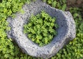 Clover plants growing in old stone pot. top view Royalty Free Stock Photo