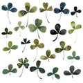 Clover plants leaves, botanical watercolor illustration,