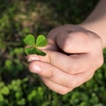 Clover quatrefoil