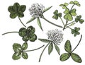 Clover set. Isolated wild plant and leaves on white background. Herbal engraved style illustration. Detailed botanical