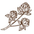 Clover or shamrock blossom isolated sketch, wild field flowers