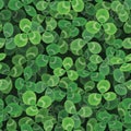 Clover Royalty Free Stock Photo
