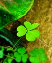 Clover with three leaves including water ferns commonly found in fields or yards