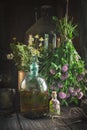Clover tincture or infusion, essential oil bottle and medicinal herbs bunches. Royalty Free Stock Photo
