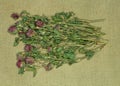 Clover, trefoil. Dry herbs. Herbal medicine, phytotherapy medici