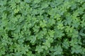 Clover, trefoil grass background texture. Fresh shamrock with dewdrops top view Royalty Free Stock Photo