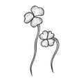 Clover trefoil plant sketch engraving vector