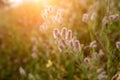 Clover Trifolium arvense in the sunset. Bokeh, blur. Clover flowers are used in folk medicine