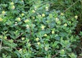 Clover (Trifolium campestre) grows in nature Royalty Free Stock Photo
