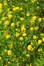 Clover (Trifolium campestre) grows in nature Royalty Free Stock Photo