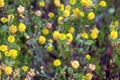 Clover (Trifolium campestre) grows in nature Royalty Free Stock Photo