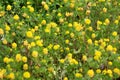Clover (Trifolium campestre) grows in nature Royalty Free Stock Photo
