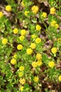 Clover (Trifolium campestre) grows in nature Royalty Free Stock Photo