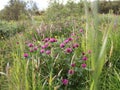 clover, trifolium, purple flowers, on a summer meadow in july in iceland