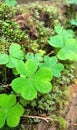 Clover With Water Droplets Royalty Free Stock Photo