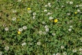 Clover and Buttercups in a Country Garden Royalty Free Stock Photo