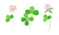 Clover wild meadow flowers set. Trifolium repens herbal plant vector illustration Royalty Free Stock Photo