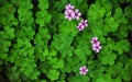 Clover and a wild pink flower