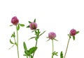clover wildflowers with pink buds on white isolated background