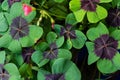 Cloverleafs in garden sign of luck Royalty Free Stock Photo