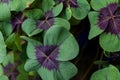 Cloverleafs in garden sign of luck