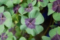 Cloverleafs in garden sign of luck