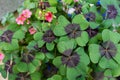 Cloverleafs in garden sign of luck