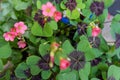 Cloverleafs in garden sign of luck