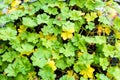 Cloverleafs in garden sign of luck