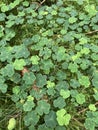 Cloverleafs and Wood nature