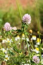 Clovers and Corns chamomile by the road in the summer fields Royalty Free Stock Photo