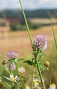 Clovers and Corns chamomile by the road in the summer fields under blue cloudy sky Royalty Free Stock Photo